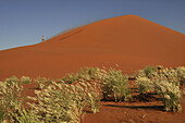 Dune 45, Sossusvlei, Namib desert, Namib-Naukluft National Park, Namibia