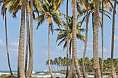 Caraibes Republique Dominicaine péninsule de Samana  Le village Las Galeras et sa grande plage Las Galeras  Dominican Republic