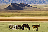 Horses roam the grasslands.