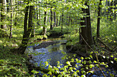 Forest stream flowing through a beech forest, Bavaria, Germany