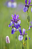 Sibirische Schwertlilie, Iris sibirica, Bayern, Deutschland