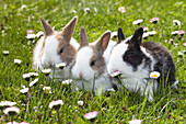Kaninchen auf Blumenwiese, Oryctolagus cuniculus, Bayern, Deutschland