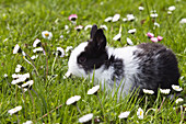 Kaninchen auf Blumenwiese, Oryctolagus cuniculus, Bayern, Deutschland