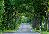 Avenue, Glowe, Ruegen, Mecklenburg-Vorpommern, Germany