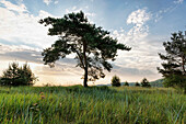 Trees in dunes, Baltic sea spa Binz, Ruegen, Mecklenburg-Vorpommern, Germany