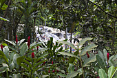 Tropical vegetation and people climbing Dunn's River Falls, Ocho Rios, St Ann, Jamaica