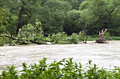 Disrooted tree in high water of Isar river, near Moosburg, Isar Cycle Route, Bavaria, Germany
