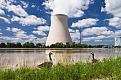 Atomkraftwerk Isar 1, Graugänse im Vordergrund, Landshut, Niederbayern, Deutschland