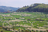 Kirschblüte bei Feldberg-Obereggenen, Frühling, Markgräflerland, Schwarzwald, Baden-Württemberg, Deutschland, Europa