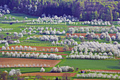 Kirschblüte bei Feldberg-Niedereggenen, Frühling, Markgräflerland, Schwarzwald, Baden-Württemberg, Deutschland, Europa