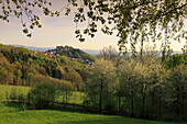 Blick über blühende Kirschbäume nach Lindenfels, Odenwald, Hessen, Deutschland