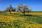 Meadow with dandelion and apple blossom, near Erbach, Odenwald, Hesse, Germany