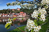 View over Neckar river to Hirschhorn, apple blossom in the foreground, Neckar, Baden-Württemberg, Germany
