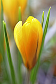Yellow or gold crocus, a hardy spring bloom which appears at close of winter to brighten the weary world  Crocus with grass like leaves in garden  Crocus came into Europe through Constantinople in early 71th century, but were bred in ancient Europe in