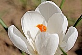 White crocus highlighted by sunlight