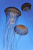 USA, California, Monterey Bay Acquarium, Pacific Sea Nettle Jellyfish Chrysaora quinquecirrha