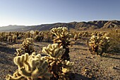 USA, California, Joshua Tree National Park, Cholla Cactus Garden Opuntia bigelovii