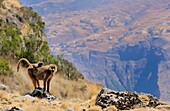 Ethiopia, Simien Mountains National Park, Gelada baboon and baby