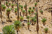 Ethiopia, Simien Mountains National Park, Giant lobelias  These unique plants with their tall flower head spikes flower only once in their lifetime ans seem to die off soon after