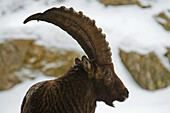 ibex in snow