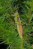 Grasshopper on Fennel