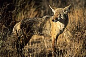 Coyote Canis latrans gazing into the sun in Joshua Tree National Park, California, USA