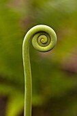 Close up of an unfolding fern in the Osa Peninsula, Costa Rica