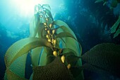 Sunlight streaming through Giant Kelp Macrocystis pyrifera, California Channel Islands, USA
