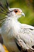 Tampa FL - Nov 2008 - Secretary Bird sagittarius serpentarius in captivity at Lowry Park Zoo in Tampa, Florida