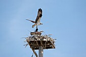 Osprey - Pandion haliaetus - during the spring months along the shore of Great Bay in Newmarket, New Hampshire USA