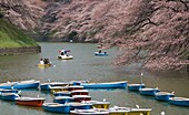 Sakura cherry blossoms in the Chidorigafuchi Park at the Imperial Palace Moat Tokyo Japan