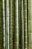 Bamboo grove in Arashiyama Japan