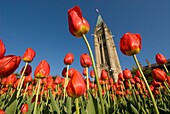 Tulip Festival Parliament Hill Ottawa Ontario Canada