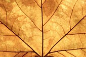 Close up of oak leaf
