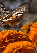 Mariposa posada sobre una flor
