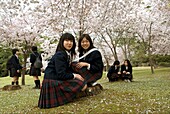 schoolgirls under cherry blossoms,Sous les cerisiers en fleurs, Nara, Japon