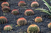 Cactus garden  Fuerteventura  Canary Islands  Spain