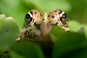 Rana común, Iberian green frog, Rana perezi, Pontevedra, España