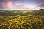 View from County Gate just after Dawn on the Somerset Devon Border Exmoor