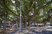 Grosser, schattenspendender Banyan Tree in Lahaina, Insel Maui, Hawaii, USA, Amerika