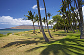 Palm trees at Mai Poina'Oe La'u State Park, Pu'u Kukui, North Kihei, Maui, Hawaii, USA, America