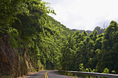 Regenwald an der Road to Hana, Insel Maui, Hawaii, USA, Amerika