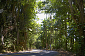 People on road at tropical forest, Big Island, Hawaii, USA, America