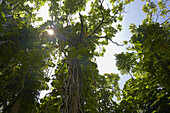 Blick von unten auf Bäume in tropischen Wald, Big Island, Hawaii, USA, Amerika