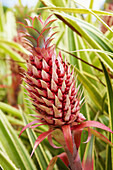 Nahaufnahme von Ananas auf der Dole Plantage Hawaii, Oahu, Hawaii, USA, Amerika