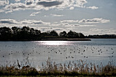 Landschaft an der Schlei, Ostsee, Schleswig-Holstein, Deutschland