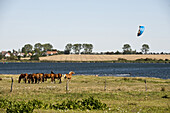 Kitesurfer in der Mecklenburger Bucht, Insel Poel, Mecklenburg-Vorpommern, Deutschland