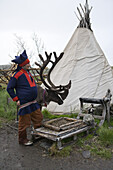 Der berühmteste (und vermutlich reichste) Same Nils mit Rentier vor seinem Zelt an der Straße zum Nordkapp, nahe Honningsvag, Mageroya, Finnmark, Norwegen, Europa