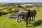 Zwei weidende Pferde, County Clare, Irland