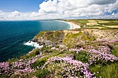Sea pinks or Thrift Armeria maritinum on the coast near Gunwalloe Fishing Cove, Cornwall England UK
